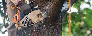 Best Commercial Tree Services  in Shoemakersville, PA