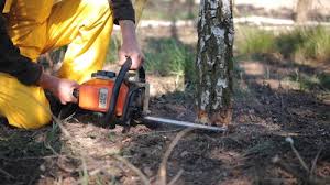 Best Tree Mulching  in Shoemakersville, PA