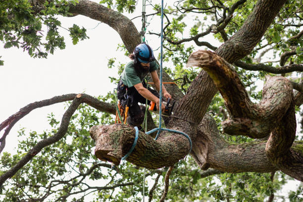 Best Palm Tree Trimming  in Shoemakersville, PA