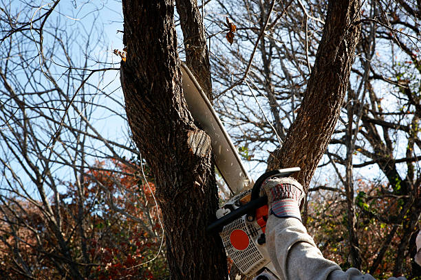 Best Storm Damage Tree Cleanup  in Shoemakersville, PA