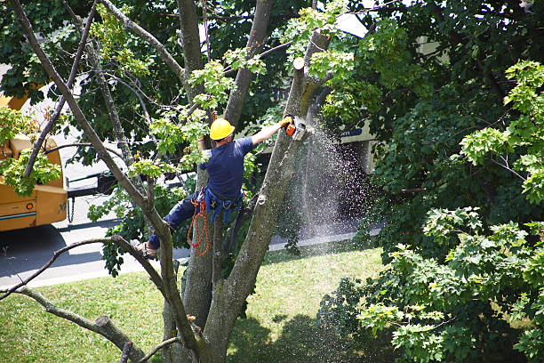 Best Tree Removal  in Shoemakersville, PA