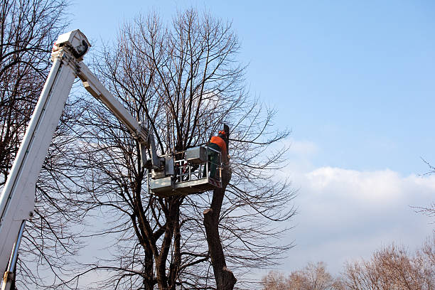 Shoemakersville, PA Tree Services Company