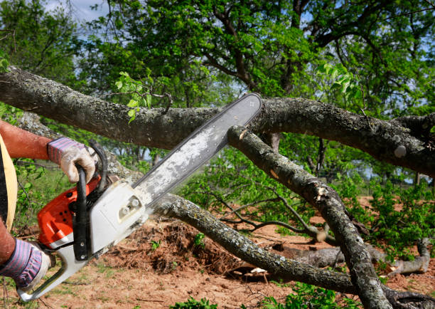 Best Hazardous Tree Removal  in Shoemakersville, PA